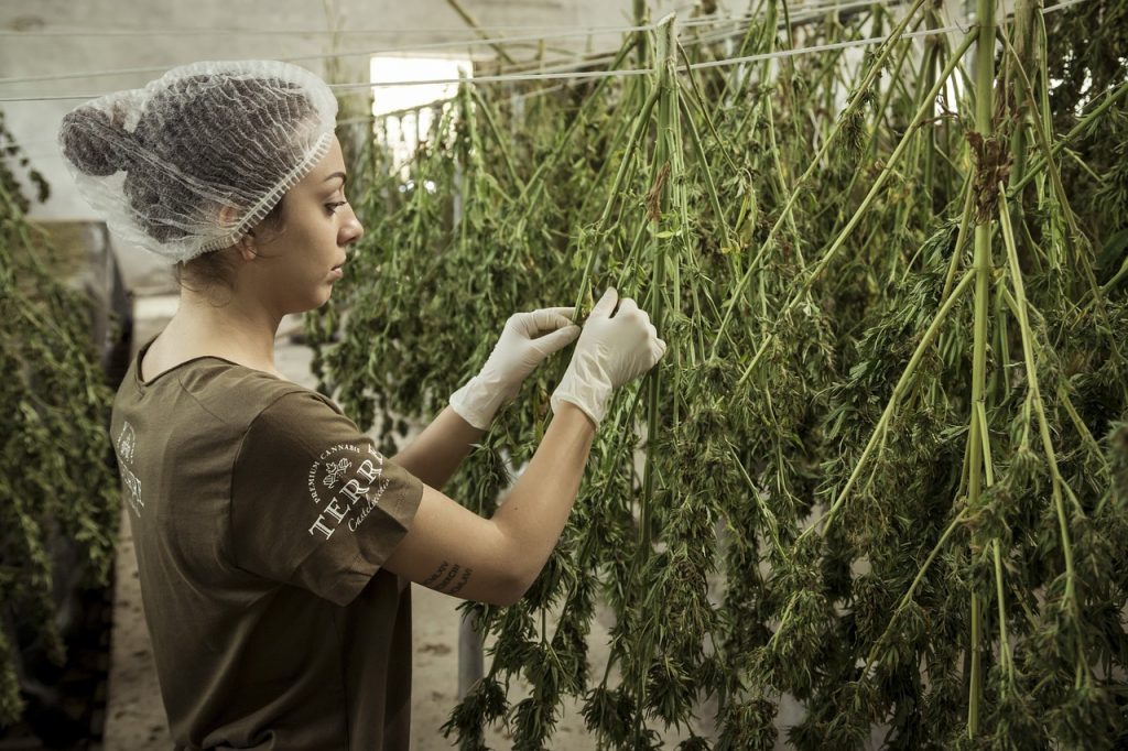 frau-hängt-cannabis-ernte-auf-trocknen